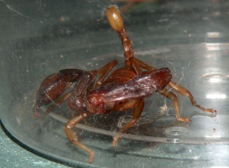 Euscorpius aquilejensis